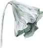 水彩清新花卉植物LOGO图标婚礼海报装饰透明免抠PNG图案装饰素材 (26)