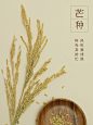 节气海报-芒种