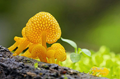 烟雨兰花采集到蘑菇