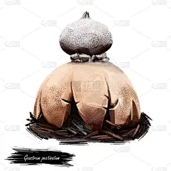 Geastrum pectinatum，喙或贝雷帽地球星蘑菇特写数字艺术插图。牛肝菌具有乳白色的果体