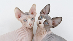 SGqEJita采集到猫猫