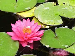 粉色的 荷花 莲花 花 植物 花壁纸 美丽的花朵 花卉背景 水
