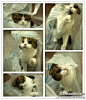  还是喵星人好，一个塑胶袋能玩一下午~这只猫好萌！
