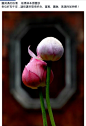  #花草#