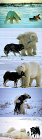 温馨邂逅】野生动物摄影师诺伯特·罗辛与一群爱斯基摩人来到加拿大北部冰天雪地的北极圈时，一头北极熊突然闯入，看上去并不友好。一头爱斯基摩狗冲上去和它对峙。但很快，这一熊一狗发现找到了“朋友”，互相拥抱取乐，开心的北极熊甚至忍不住撒起欢来。 