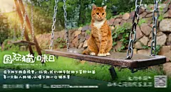 国际爱猫日海报展板-设计素材-shejisc.cn
