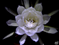 月下美人 曇花 Epiphyllum oxypetalum