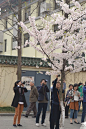 鸡鸣寺的樱花P1---P2：大家对于樱花的喜爱还是很独特的，关注鸡鸣寺的樱花大道...