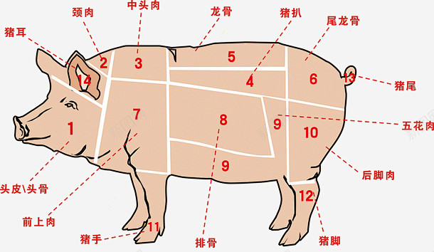 猪肉术语中的倒三七，正二八指的是什么？ 三是肥是瘦 | 生猪术语（养猪 术语）_黑龙江千选网络科技有限公司 – MWLHO