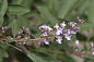 紫背三叶蔓荆
学名：Vitex trifolia 'Purpurea'
英文名：Persian Vitex, or Arabian lilac，Purple coastal Vitex, Purple Three Leaf Chate Tree.                     
科属：馬鞭草科（Verbenaceae）牡荊屬（Vitex）
原产地: 亚洲到澳大利亚地区
 
