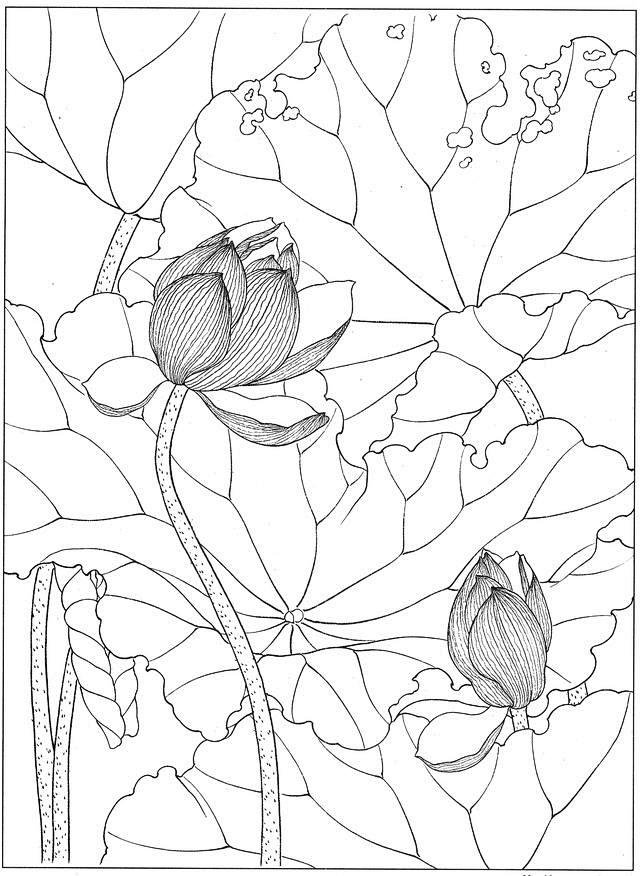 国画白描荷花素材