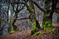 Visiting the Ents : 200 - 300 years old beech in a hude forest