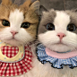 全网关系最好的猫姐妹 - 小红书