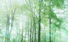 初夏的一抹阳光绿色护眼桌面高清壁纸桌面壁纸1