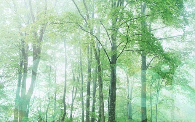 初夏的一抹阳光绿色护眼桌面高清壁纸桌面壁...