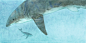 illustrations for the book "Small Whale"