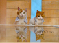 【最新图片】喵星人的旅行日记！人气猫咪Nyalan与Deshi为日本旅游网站代言，赏樱花&泡温泉，猫猫带你遍览日本好风光_图1_海报时尚网图片库