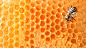 蜜蜂 素材 背景 壁纸