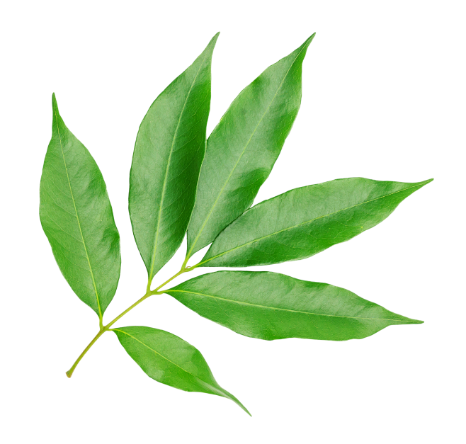 花瓣素材_荔枝,白色背景,叶子,绿色,清新,背景分离,热带气候,食品,环境,泰国_12560007_pixian_ai