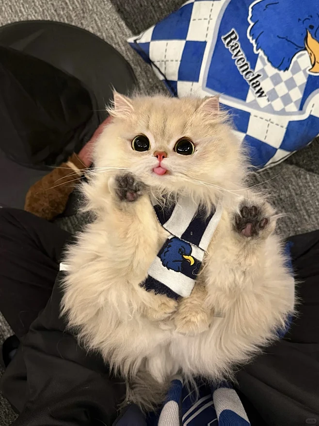 猫猫我啊~申请成为霍格沃茨最可爱新生♡ - 小红书-花瓣网