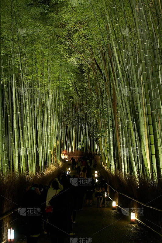 竹林夜景素材-花瓣网