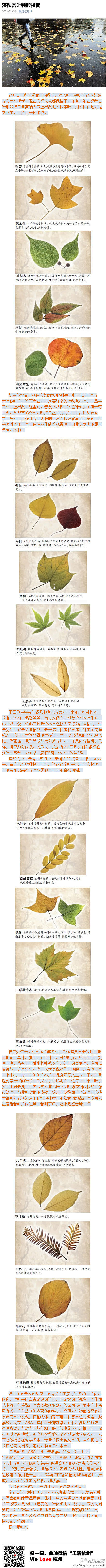 【深秋赏叶装腔指南】寒风起，落叶满地，怎...