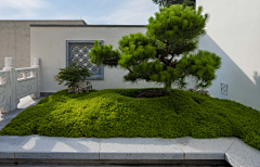 姐有板寸采集到植物----地被（爱尔兰真珠草）姬岩垂草