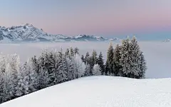 雪中的大树高清桌面壁纸