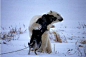 看着让人温暖、感动。在寒冷的雪地上，北极熊和雪橇狗成为了密友。