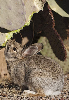 采集月光回寄采集到小月光2啮齿目·松鼠亚科·鼯鼠族:美洲飞鼠(映像)
