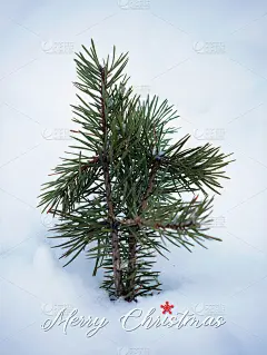 近距离的小单松树冬青针叶树叶子在白色的白雪覆盖白色的背景下圣诞祝福快乐