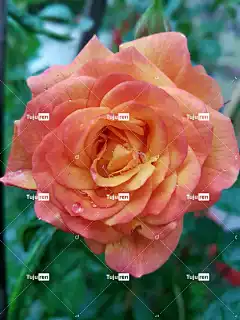 花朵 美丽的花朵 花卉背景 花壁纸 自然 玫瑰花 玫瑰