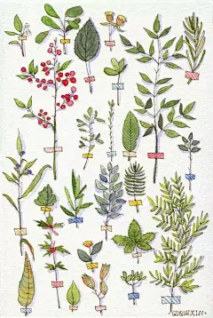 水彩手绘插画 手帐素材