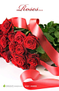 高清艳红玫瑰花图片，红丝带缠绕红玫瑰背景图片