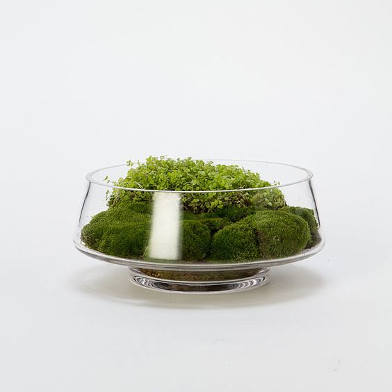 Footed Dish Terrariu...