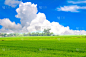 稻田,绿色,天空,风,气候,水平画幅,无人,夏天,特写,充满的