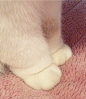 kitty feets