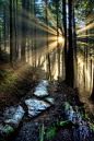 Fascinating Photographs of Forest Paths to another world (8)