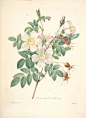 一朵夏的相册-皮埃尔-约瑟夫·雷杜德的植物图谱
