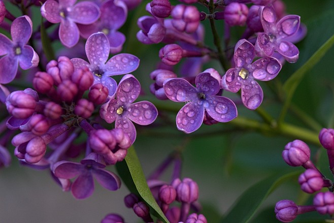 紫丁香, 花朵, 露, 露滴, 水滴, ...
