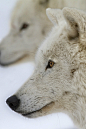 Arctic Wolf Renald Bourque