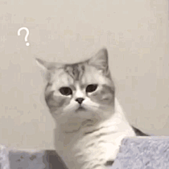 Rainnnyder采集到猫猫头