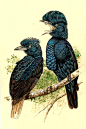 雀形目·伞鸟科·耳垂伞鸟属：亚马逊伞鸟
