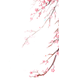 花枝素材