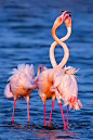 Flamingos,  by yaki zander: 