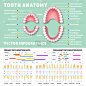 人的牙齿,矫形牙医,白色,生物学,信息图表,口腔卫生,健康保健,人,图表