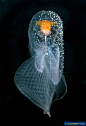 Cymbulidae | Corolla ovata | Philippines