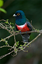 Blue Crowned Trogon