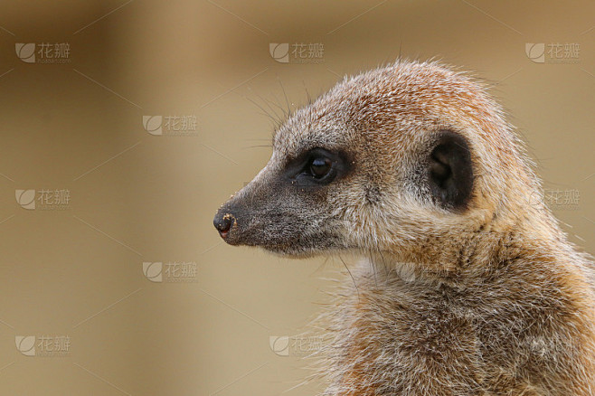 狐獴或狐獴(Suricata suricatta)