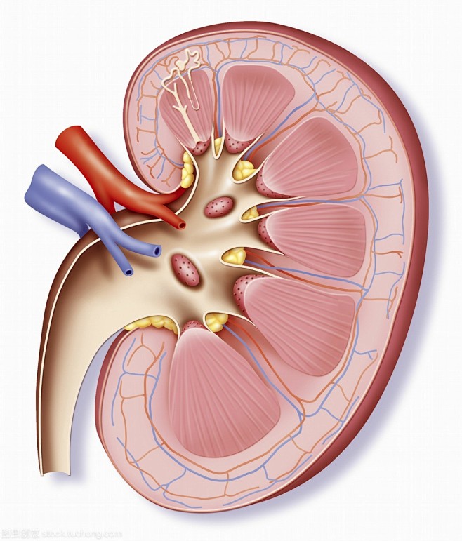 肾脏的搜索结果_360图片